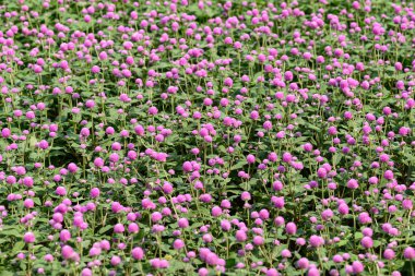 Bahçede açan Pembe Küre Amaranth çiçekleri (Gomphrena globosa), yaz mevsimi, tropikal çiçek arka planı