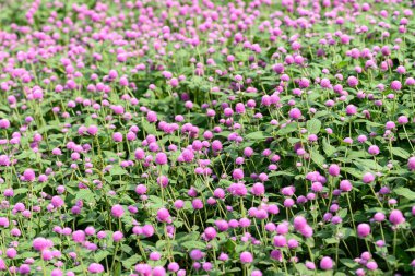 Bahçede açan Pembe Küre Amaranth çiçekleri (Gomphrena globosa), yaz mevsimi, tropikal çiçek arka planı