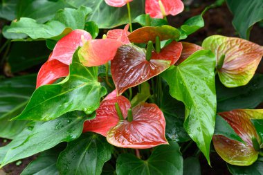 Bahçede kırmızı yeşil Anthurium çiçeği açar.