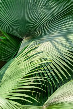 Yeşil palmiye yaprağı dokusunu kapat, tropikal yaprak bitkisi
