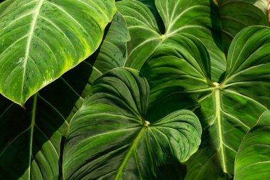 Taze yeşil Philodendron yaprakları dokusu, doğa arkaplanı