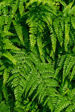 Eğreltiotu yaprakları desen, yeşil doğa dokusu arkaplan