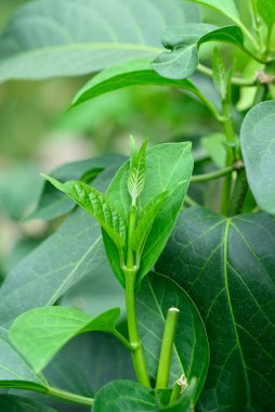 Gurmar plant (Gymnema inodorum) in organic garden, Food and Medicine herbal plant clipart