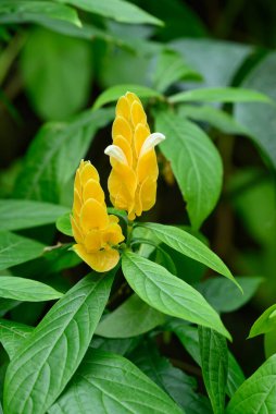 Lolipop bitkisi, Altın Karides bitkisi veya Altın Mum bitkisi (Pachystachys lutea), yazın tropik çiçek açan ev bitkisi