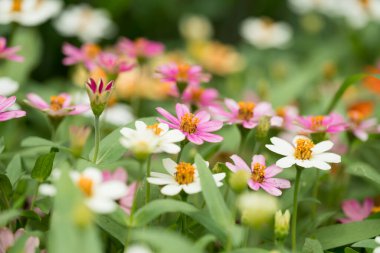 Bahçede açan renkli Zinnia çiçekleri, bahar ve yaz mevsimi