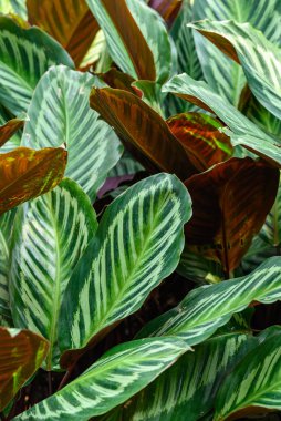 Cüce Calathea bitkisi süs bahçesinde, dekorasyon tropikal ev bitkisi