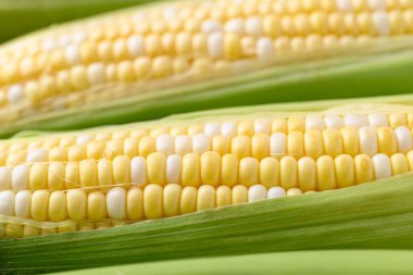 Taze mısır (bicolor) doku arkaplanı