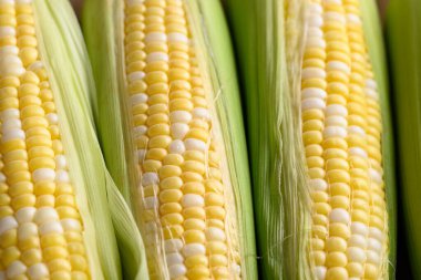 Taze mısır (bicolor) doku arkaplanı, kapatın