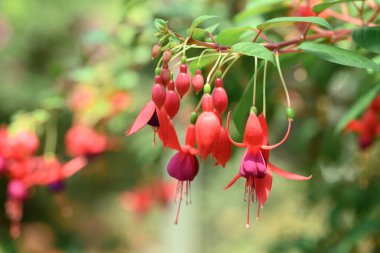 Süslü bahçede kırmızı Fuchsia çiçekleri açar.