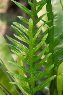 Süslü bahçede yeşil eğreltiotu yaprağı bitkisi