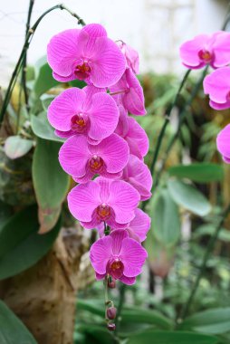 Pembe Phalaenopsis orkideleri veya süs bahçesinde açan güve orkideleri.