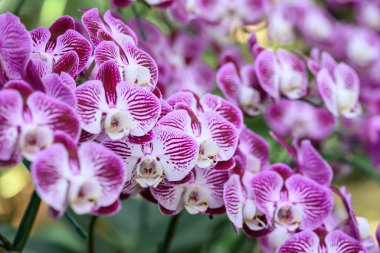 Pembe Phalaenopsis orkideleri veya süs bahçesinde açan güve orkideleri.