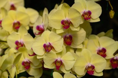 Sarı Pembe Phalaenopsis orkideleri veya süs bahçesinde açan güve orkideleri