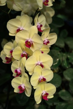 Sarı Pembe Phalaenopsis orkideleri veya süs bahçesinde açan güve orkideleri