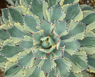 Agave bitkisi, yaprak deseni, dekoratif bitki ev ve bahçede