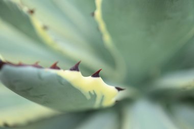 Agave bitkisi, çivili yaprak deseni, evde ve bahçede dekoratif bitki.