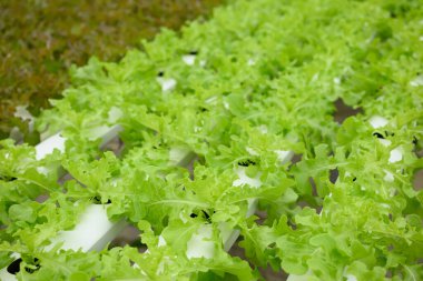 Hidrofonik yeşil meşe ağacı sebzeleri serada yetişiyor.