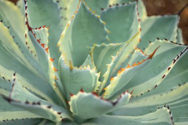 Agave bitkisi, çivili yaprak deseni, evde ve bahçede dekoratif bitki.