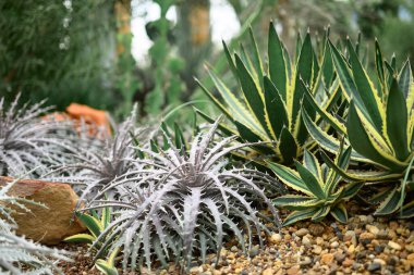 Agave bitkisi, ev ve bahçede çöl bitkisi dekorasyonu.