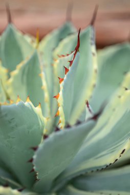 Agave bitkisi, çivili yaprak deseni, evde ve bahçede dekoratif bitki.