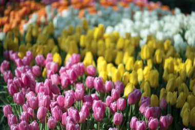 Baharda süslü bahçede açan renkli laleler, çiçek arkaplanı.