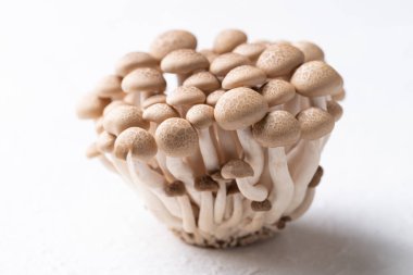 Beyaz arka planda taze kahverengi Shimeji mantarı, Asya mantarı, yiyecek malzemeleri.