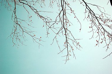 Kışın sadece çıplak dalları olan sadeleştirilmiş ağaç.