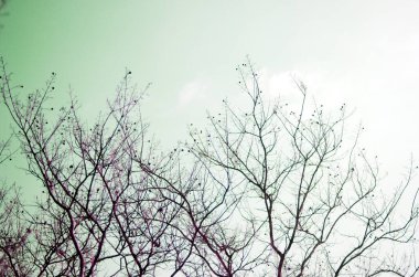 Kışın sadece çıplak dalları olan sadeleştirilmiş ağaç.