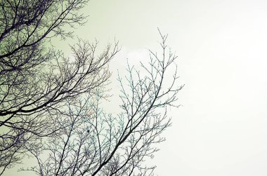 Kışın sadece çıplak dalları olan sadeleştirilmiş ağaç.