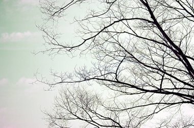Kışın sadece çıplak dalları olan sadeleştirilmiş ağaç.