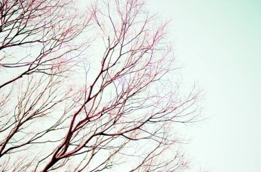 Kışın sadece çıplak dalları olan sadeleştirilmiş ağaç.