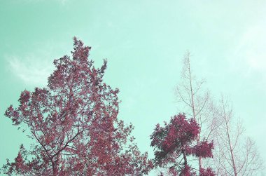 Kışın sadece çıplak dalları olan sadeleştirilmiş ağaç.