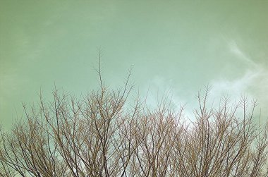 Kışın sadece çıplak dalları olan sadeleştirilmiş ağaç.