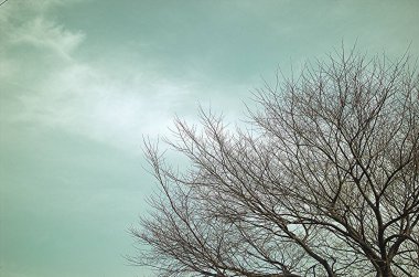 Kışın sadece çıplak dalları olan sadeleştirilmiş ağaç.