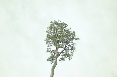 Kışın sadece çıplak dalları olan sadeleştirilmiş ağaç.