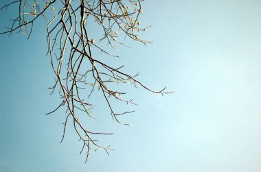 Kışın sadece çıplak dalları olan sadeleştirilmiş ağaç.