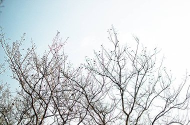 Kışın sadece çıplak dalları olan sadeleştirilmiş ağaç.