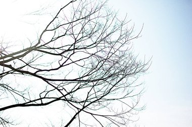 Kışın sadece çıplak dalları olan sadeleştirilmiş ağaç.