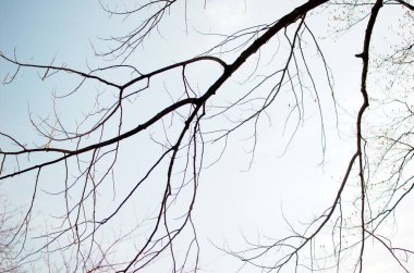 Kışın sadece çıplak dalları olan sadeleştirilmiş ağaç.