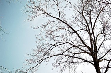 Kışın sadece çıplak dalları olan sadeleştirilmiş ağaç.