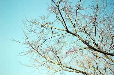 Kışın sadece çıplak dalları olan sadeleştirilmiş ağaç.