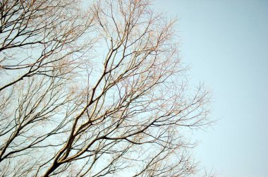 Kışın sadece çıplak dalları olan sadeleştirilmiş ağaç.