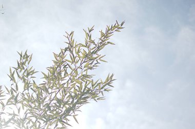 Metin için yeri olan bambu arkaplan. Yapraklı yeşil bambu saplı gerçekçi vektör çizimi.