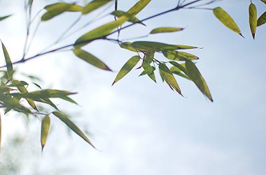 Metin için yeri olan bambu arkaplan. Yapraklı yeşil bambu saplı gerçekçi vektör çizimi.