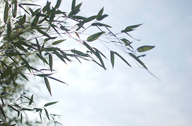 Metin için yeri olan bambu arkaplan. Yapraklı yeşil bambu saplı gerçekçi vektör çizimi.