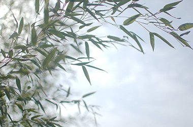 Metin için yeri olan bambu arkaplan. Yapraklı yeşil bambu saplı gerçekçi vektör çizimi.