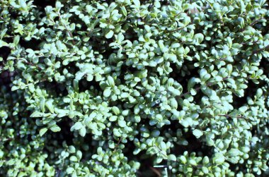 Kışın sadece çıplak dalları olan sadeleştirilmiş ağaç.