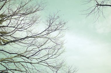 Kışın sadece çıplak dalları olan sadeleştirilmiş ağaç.