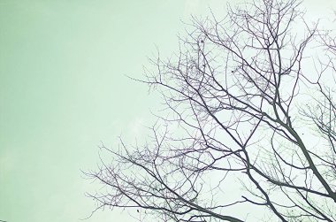 Kışın sadece çıplak dalları olan sadeleştirilmiş ağaç.