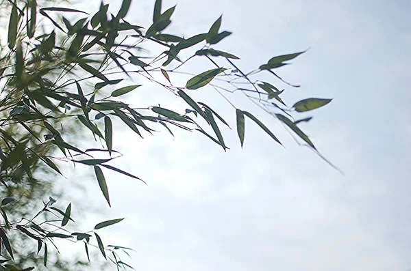 Metin için yeri olan bambu arkaplan. Yapraklı yeşil bambu saplı gerçekçi vektör çizimi.